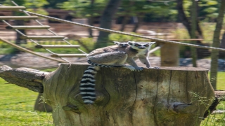 ”Yavru lemur” Ormanya’nın yeni maskotu oldu