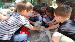 Bursa’daki tarım lisesinin ana sınıfı öğrencileri doğayla iç içe yetişiyor