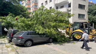 Kadıköy’de devrilen ağaç nedeniyle 2 araçta hasar oluştu