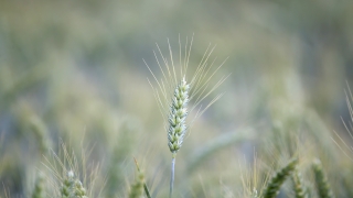 Kırklarelili çiftçi buğday üretiminden umutlu 