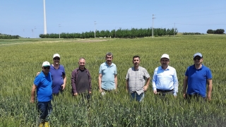 Mudanya’da hububat alanlarında süneyle kimyasal mücadele başladı