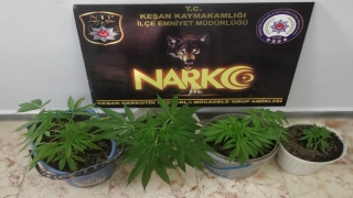 Edirne’de evinde saksıda esrar elde etmek için Hint keneviri yetiştiren kişi yakalandı