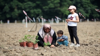 Sakarya’da kara mürver kadın eliyle yetişecek