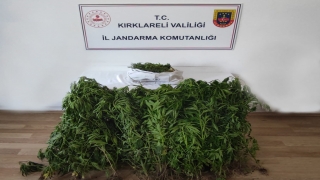 Kırklareli’nde jandarma zanlıların bahçelerinde yetiştirdikleri Hint kenevirini dronla tespit etti