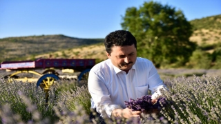 Altıeylül Belediyesi tıbbi ve aromatik bitkiler yetiştiriyor