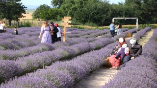 Tekirdağ’da lavanta tarlaları turizme katkı sağlıyor
