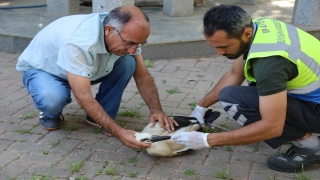 Bursa’da yuvasından düşen leylek yavrusu tedavi ediliyor