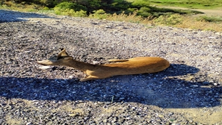 Çanakkale’de otomobilin çarptığı karaca tedavi edildi