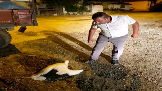 Çanakkale’de yuvadan düşerek yaralanan leylek DKMP ekiplerine teslim edildi