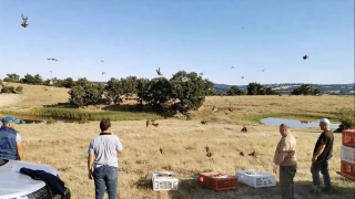 Kırklareli’nde bin çil kekliği doğaya bırakıldı