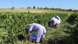 ”Trakya İlkeren” üzümünün hasadına başlandı