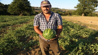 Tescilli ”Kandıra karpuzu”nun hasadına başlandı