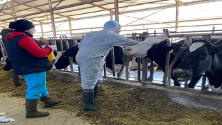 Kırklareli’nde hastalıklardan ari işletme çalışmaları