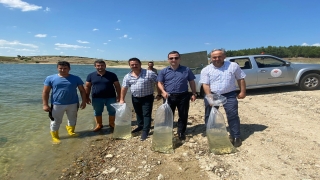 Edirne’de üretilen 8 milyon pullu sazan çevre illerdeki göletlere bırakılacak 