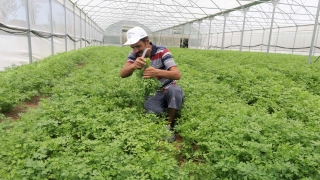 Kocaeli’de belediyenin desteğiyle kurulan seralar ürün vermeye başladı