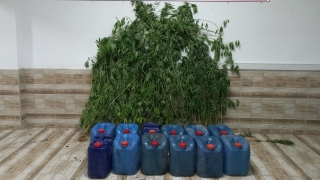 Karasu’da düzenlenen operasyonda kenevir ele geçirildi