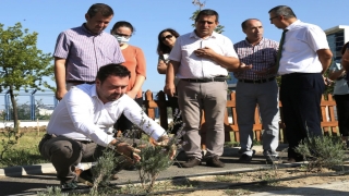 Trakya Üniversitesi yerleşkesindeki lavantaların hasadı yapıldı