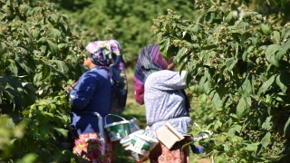 Ahududunun merkezi Bursa’da üretim alanı ve rekolte artıyor