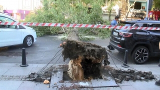 Sarıyer’de caddeye devrilen ağaç trafiği aksattı