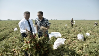 TDP Genel Başkanı Sarıgül, Karacabey’de domates üreticileriyle bir araya geldi: