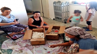 Gelibolu’da koza hasadı yapıldı
