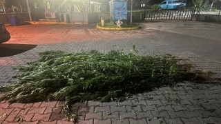Kocaeli’de 28 kök Hint keneviri ele geçirildi