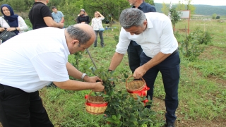 Bilecik’te tarımda alternatif ürün aronyanın hasadı yapıldı