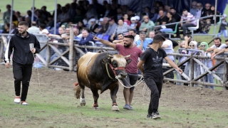 Osmanlı’nın savaşlara hazırlandığı Kocayayla’da boğa güreşi festivali düzenlendi