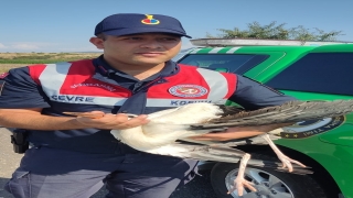 Edirne’de jandarma kanadı kırılan leyleğe sahip çıktı