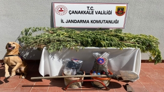 Çanakkale’de 166 kök Hint keneviri ile 635 gram esrar ele geçirildi