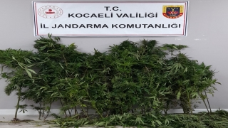 Kocaeli’de 52 kök Hint keneviri ele geçirildi