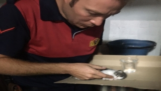 Bilecik’te havalandırma boşluğunda mahsur kalan kedi yavrusu kurtarıldı