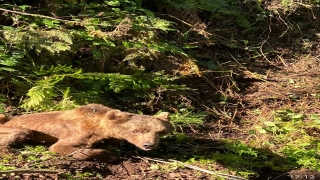 Sakarya’da bulunan yaralı ayı tedavi altına alındı