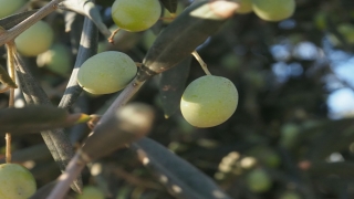 Zeytin ağaçlarındaki tane tutumu yüksek rekolte için umutlandırdı