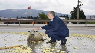 Bursa’da tırın çaptığı koyun tedavi altına alındı