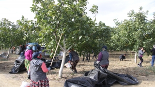 Tekirdağ Bağcılık Araştırma Enstitüsü ceviz bahçesinde hasat başladı