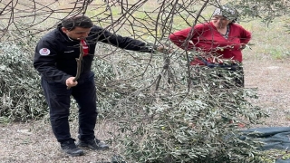  Çanakkale Savaşları ve Gelibolu Tarihi Alanı’nda zeytin hasadı başladı