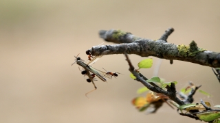 ”Avrupa kırmızı orman karıncaları” korumaya alınınca yuva sayıları artmaya başladı