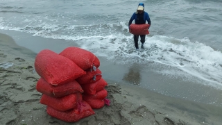 Bursa’da kaçak avlanan 2 ton midye ele geçirildi