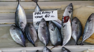 Balıkçılar denizdeki palamut bolluğunun devam edeceğini umuyor