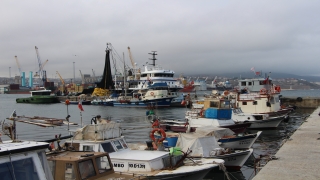 Marmara’daki balık tezgahlarında palamudun yerini çinekop alıyor