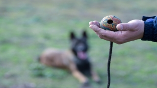 Enkazda canlı arama köpekleri eğitimlerle göreve hazır tutuluyor