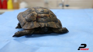 Bir aracın çarpması sonucu kabuğu kırılan kaplumbağa tedaviye alındı