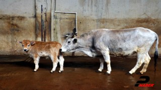 Yerli klon sığırların "üçüncü kuşağı" da sağlıklı gelişiyor