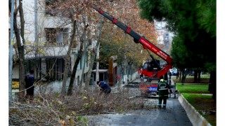 Bağcılar’da ağaçlara kış bakımı yapılıyor