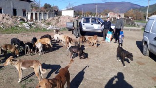 Balıkesir’de sokak hayvanları için mama bırakıldı