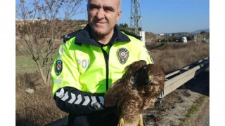 Bilecik’te polisler tarafından bulunan yaralı şahin tedaviye alındı
