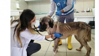 Ümraniye’de sahibi tarafından terk edilen yaşlı köpeğe belediye sahip çıktı