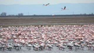 Gala Gölü’nün ”pembe tüylü misafirleri” izleyenleri hayran bırakıyor