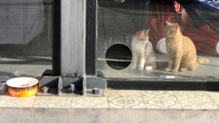 Salgın sürecinde kapalı kalan kafeterya sokak kedilerine yuva oldu